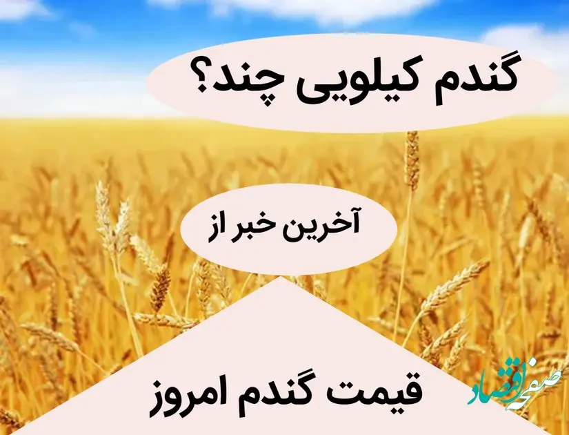 آخرین خبر از افزایش قیمت گندم امروز 26 خرداد ماه 1402 | قیمت گندم به 25 هزار تومان می رسد؟ 