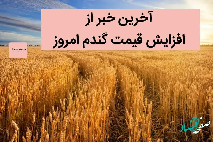 آخرین خبر از افزایش قیمت گندم امروز 30 خرداد 1402 | قیمت گندم ۱۷ هزار یا ۲۵ هزار؟ | از قیمت جدید گندم چه خبر؟