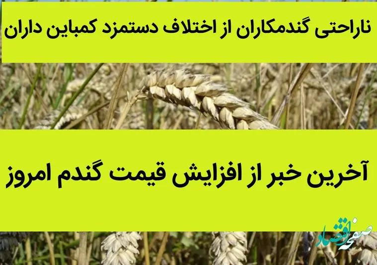 ناراحتی گندمکاران از اختلاف دستمزد کمباین داران | آخرین خبر از افزایش قیمت گندم امروز