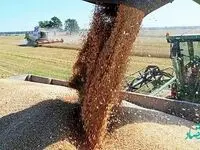 کشاورزان همچنان منتظر اصلاح قیمت خرید تضمینی گندم