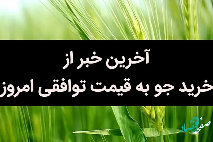 آخرین خبر از خرید جو به قیمت توافقی امروز 5 تیر 1402 | چه خبر از قیمت جو؟ | جو کیلویی چند؟ 