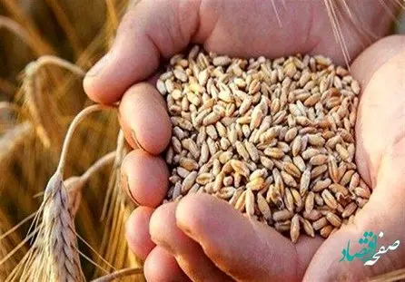 اگر قیمت جدید گندم تصویب شود؛ مابه‌ التفاوت به حساب گندمکاران واریز می‌شود