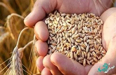 اگر قیمت جدید گندم تصویب شود؛ مابه‌ التفاوت به حساب گندمکاران واریز می‌شود