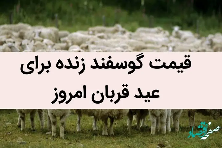 قیمت گوسفند زنده برای عید قربان امروز 6 تیر 1402 | گوسفند کیلویی چند؟