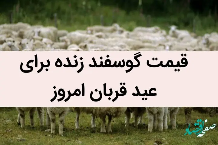 قیمت گوسفند زنده برای عید قربان امروز 6 تیر 1402 | گوسفند کیلویی چند؟