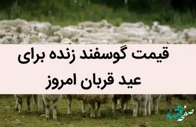 قیمت گوسفند زنده برای عید قربان امروز 6 تیر 1402 | گوسفند کیلویی چند؟
