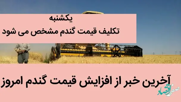 آخرین خبر از افزایش قیمت گندم امروز | یکشنبه تکلیف قیمت گندم مشخص می شود | چه خبر از قیمت گندم؟