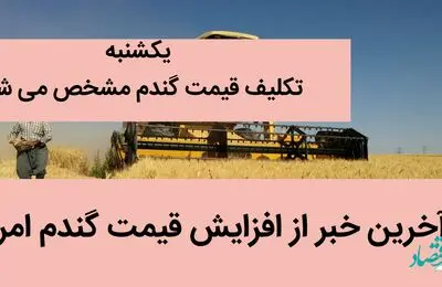 آخرین خبر از افزایش قیمت گندم امروز | یکشنبه تکلیف قیمت گندم مشخص می شود | چه خبر از قیمت گندم؟