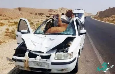 این شتر ۴ نفر را کشت!