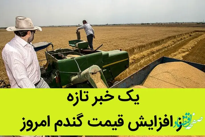 یک خبر تازه از افزایش قیمت گندم امروز 11 تیر 1402 / اصلاح قیمت گندم روز دوشنبه انجام می شود