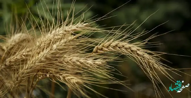 قیمت خرید تضمینی گندم سال زراعی ۱۴۰۳_۱۴۰۲ امروز تعیین تکلیف می شود
