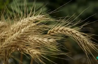 قیمت خرید تضمینی گندم سال زراعی ۱۴۰۳_۱۴۰۲ امروز تعیین تکلیف می شود