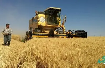 همچنان پرداخت مطالبات گندمکاران خوزستانی در انتظار تصمیم وزارت جهاد / بالاخره فردا تکلیف قیمت گندم مشخص می شود