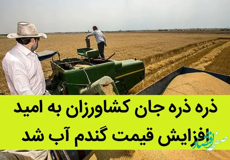ذره ذره جان کشاورزان به امید افزایش قیمت گندم آب شد / به امید پرداخت به موقع پول گندمکاران... 