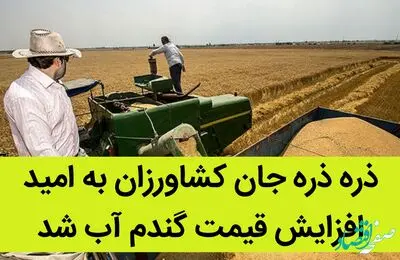 ذره ذره جان کشاورزان به امید افزایش قیمت گندم آب شد / به امید پرداخت به موقع پول گندمکاران... 
