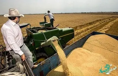 قیمت نهایی خرید تضمینی گندم دوشنبه 19 تیر ماه 1402 اعلام می شود