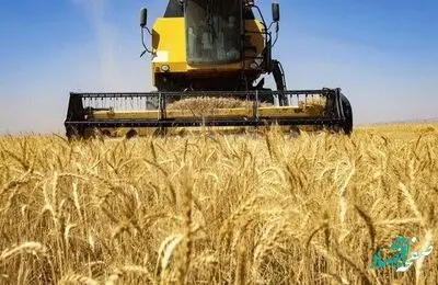 قیمت تضمینی گندم نان در آذربایجان شرقی چقدر است؟ 