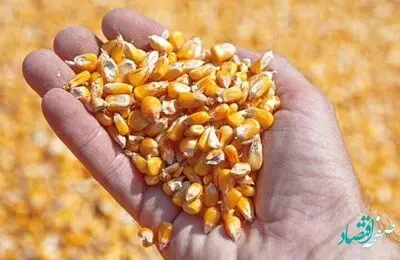قیمت انواع نهاده های دامی و محصولات کشاورزی امروز شنبه ۱۷ تیر ۱۴۰۲