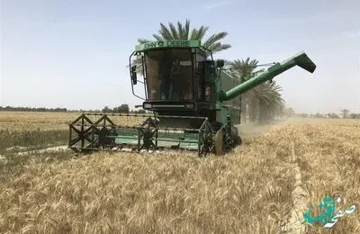 پرونده قیمت تضمینی خرید گندم همچنان سردرگم! 