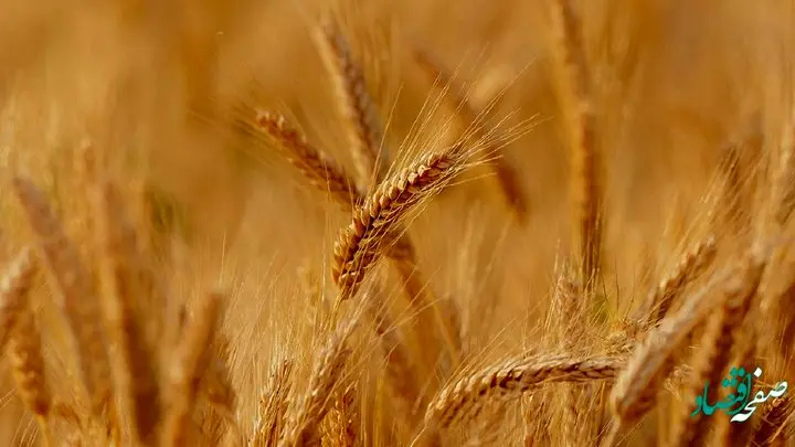 یک خبر تازه از خرید گندم بذری در آذربایجان شرقی / چقدر گندم خریداری شد؟