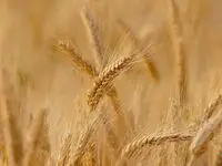 آیا اصلاح قیمت خرید تضمینی گندم منتفی شد؟