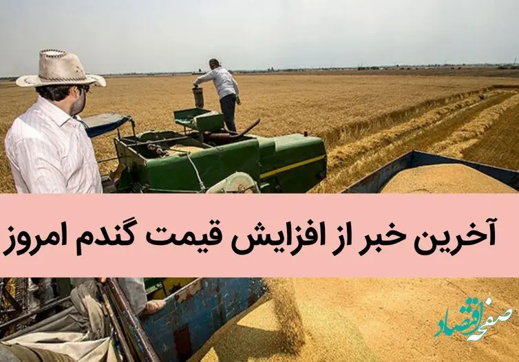 آخرین خبر از افزایش قیمت گندم امروز 20 تیر 1402 / پرونده اصلاح قیمت گندم به کجا رسید؟