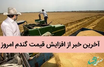 آخرین خبر از افزایش قیمت گندم امروز 20 تیر 1402 / پرونده اصلاح قیمت گندم به کجا رسید؟