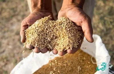 آیا اصلاح قیمت خرید تضمینی گندم منتفی شد؟ / قیمت گندم 17 هزار تومان نمی شود؟