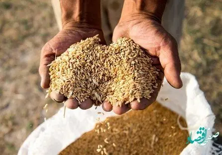 آخرین خبر از افزایش یارانه بذر گندم امروز 22 تیر 1402 