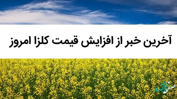 آخرین خبر از افزایش قیمت کلزا امروز 22 تیر 1402 / بی عدالتی در قیمت کلزا / کلزا کیلویی چند؟ 