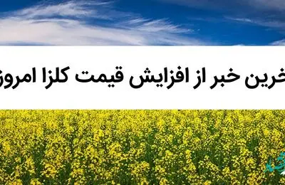 آخرین خبر از افزایش قیمت کلزا امروز 22 تیر 1402 / بی عدالتی در قیمت کلزا / کلزا کیلویی چند؟ 