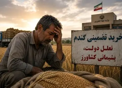 خرید تضمینی گندم؛ تعلل دولت، پشیمانی کشاورز