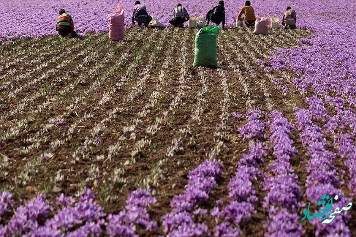 حفظ جایگاه ایران در تولید زعفران نیازمند تسهیل روند صادرات است