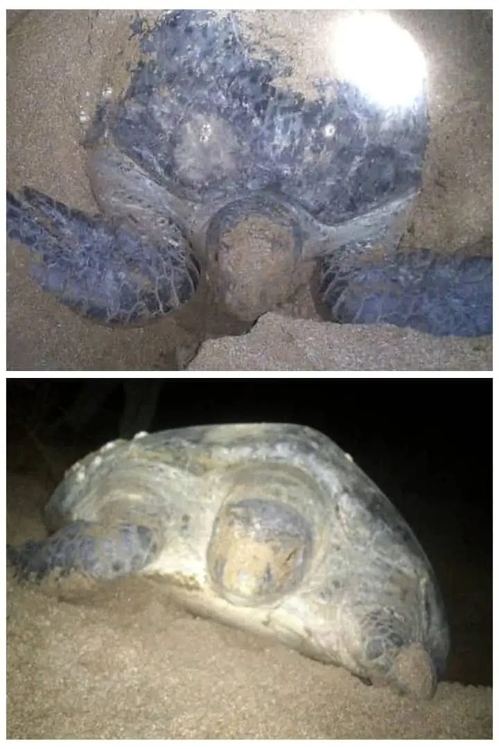 فصل تخم‌گذاری لاک پشت‌های دریایی در سواحل چابهار