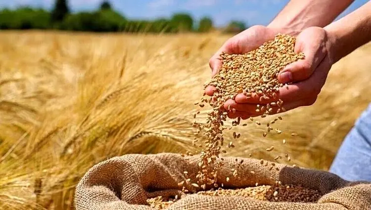 آبا قیمت خرید تضمینی گندم همچنان اعلام شده است؟ 