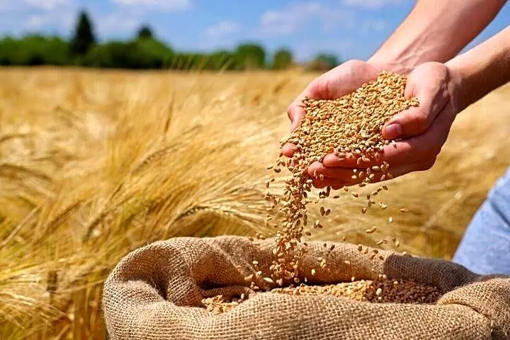 آخرین خبر از خرید تضمینی گندم امروز دوشنبه ۲۹ اردیبهشت ماه ۱۴۰۴ / گندمکاران یزدی بخوانند