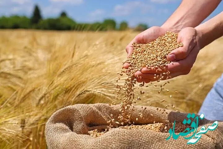 آخرین خبر از خرید تضمینی گندم گلستان امروز شنبه ۱۰ خرداد ماه ۱۴۰۴ / گندمکاران گلستانی بخوانند