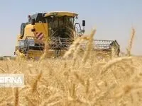 کدام استان در تولید و خرید گندم موفق بوده است؟