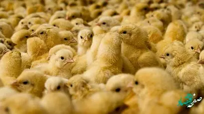 علت گرانی جوجه یکروزه چیست؟ / بازار جوجه یکروزه همچنان نابسامان