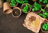 چند درصد بذر مورد نیاز در داخل کشور تولید می شود؟ 