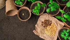 چند درصد بذر مورد نیاز در داخل کشور تولید می شود؟ 