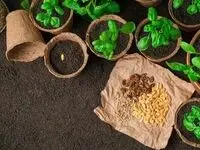 چند درصد بذر مورد نیاز در داخل کشور تولید می شود؟ 