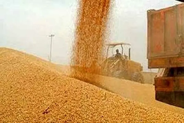 وضعیت خرید تضمینی گندم در کرمانشاه 