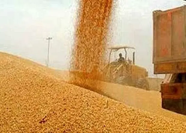 وضعیت خرید تضمینی گندم در کرمانشاه 