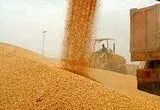 وضعیت خرید تضمینی گندم در کرمانشاه 