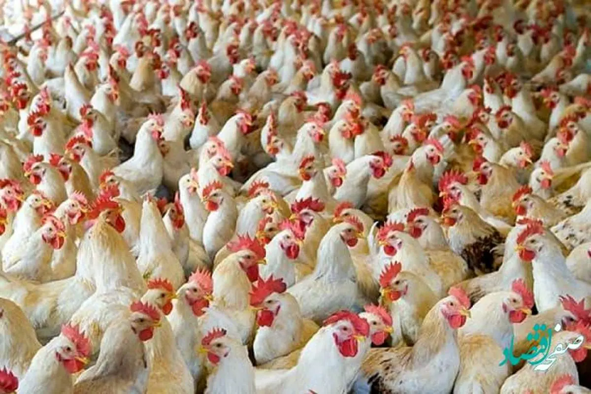 با حذف ارز ترجیحی، قیمت هر کیلو مرغ 2.5 برابر افزایش می یابد؟