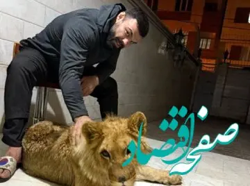 علی اکبری: اگر کاری نداشته باشند، دوباره توله شیر می‌آورم | لئو، شیر اهلی یا دزدگیر خانگی؟ | توله شیر علی اکبری؛ حیوان خانگی یا نقض قوانین محیط زیست؟