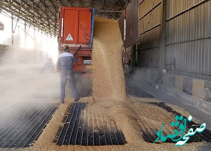 جدیدترین خبر از پرداخت مطالبات گندمکاران امروز چهارشنبه ۸ مرداد ماه ۱۴۰۴ | از خرید تضمینی گندم  تا عاملان کوتاهی در پرداخت مطالبات
