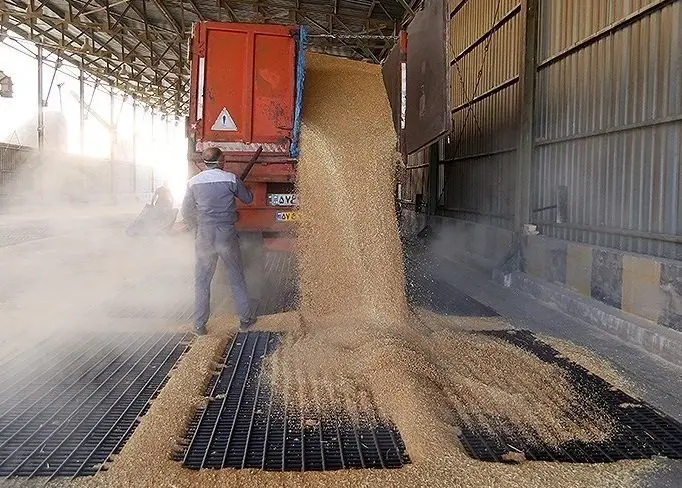 جدیدترین خبر از پرداخت مطالبات گندمکاران امروز چهارشنبه ۸ مرداد ماه ۱۴۰۴ | از خرید تضمینی گندم  تا عاملان کوتاهی در پرداخت مطالبات