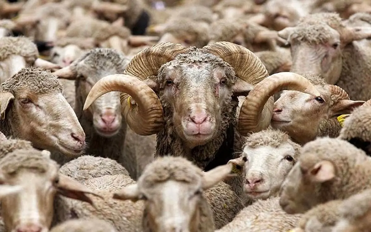 قیمت دام زنده امروز سه شنبه ۲۲ آبان ماه ۱۴۰۳ | گوسفند زنده کیلویی ۳۱۰ هزار تومان